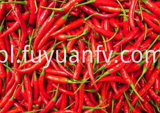 Chaotian Chili 3